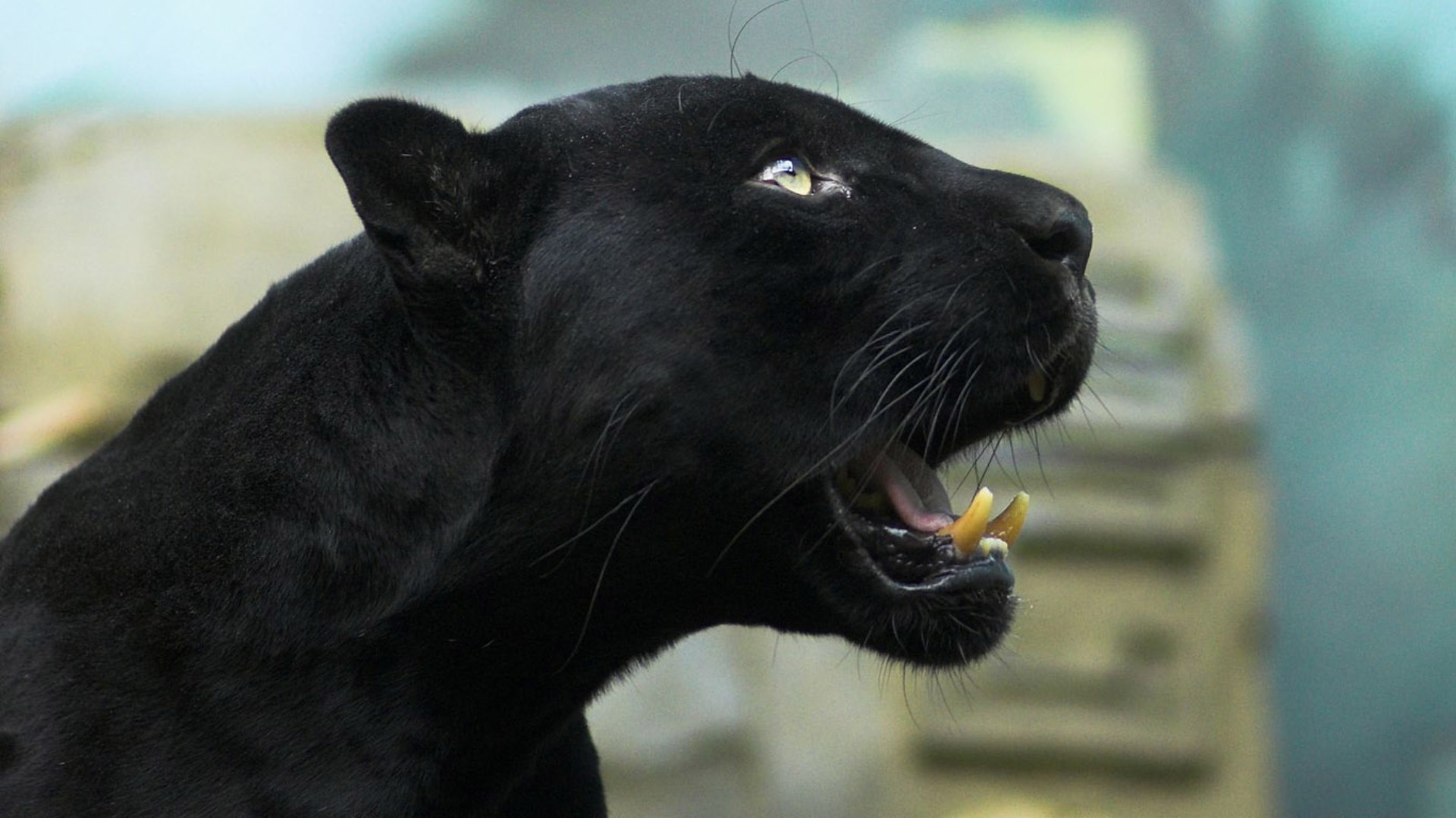 Rare Black  Jaguar  Spotted in Amazon Evolve Tours