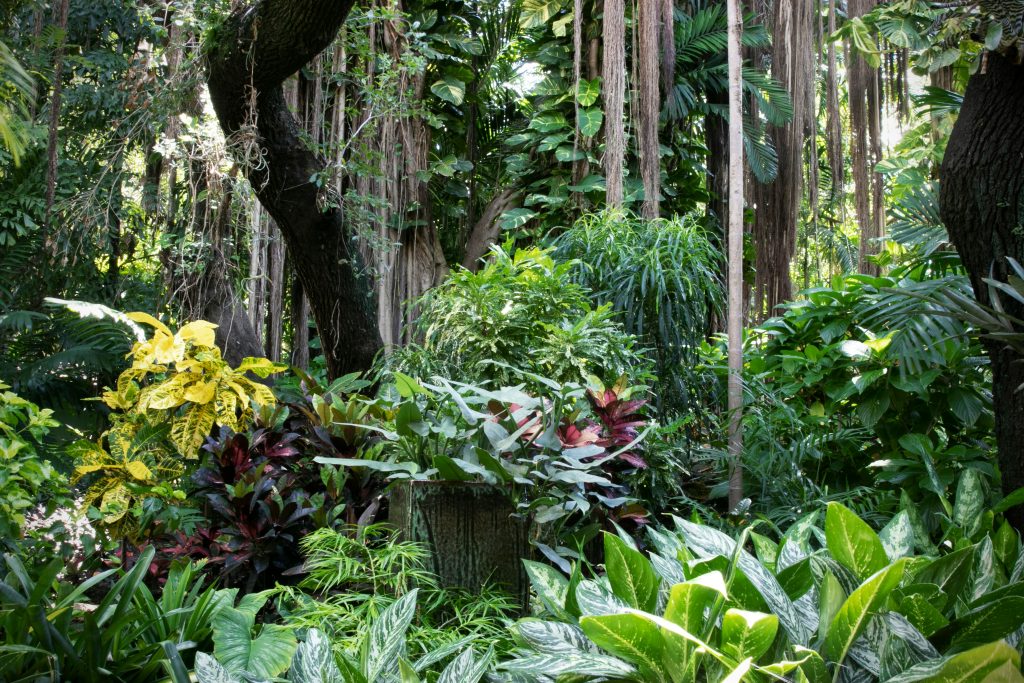 Costa Rica Renewable Energy | Dense Costa Rica rainforest canopy | Evolve Tours
