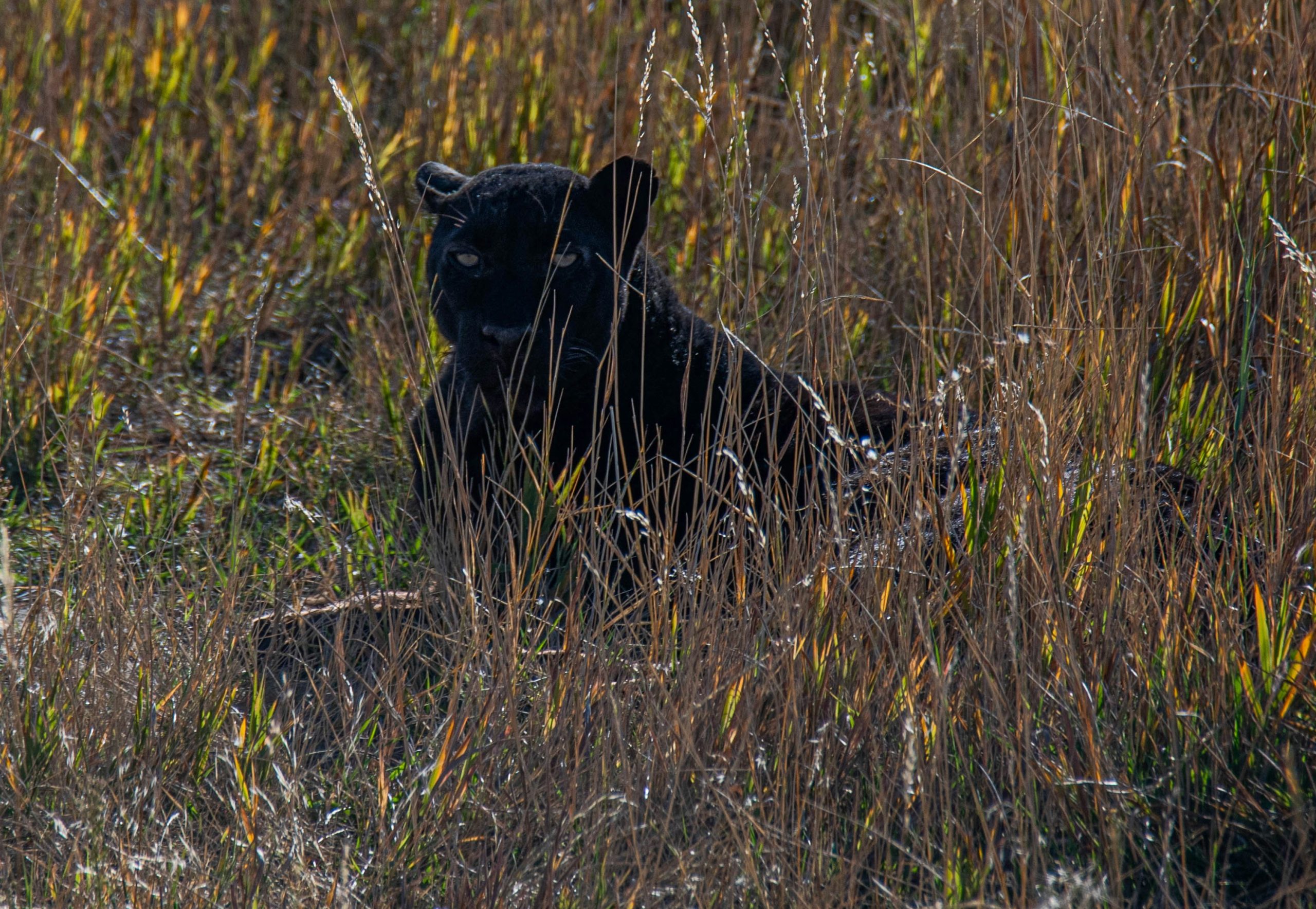 Amazon Black Jaguar | Black jaguar hiding in tall grass | Evolve Tours