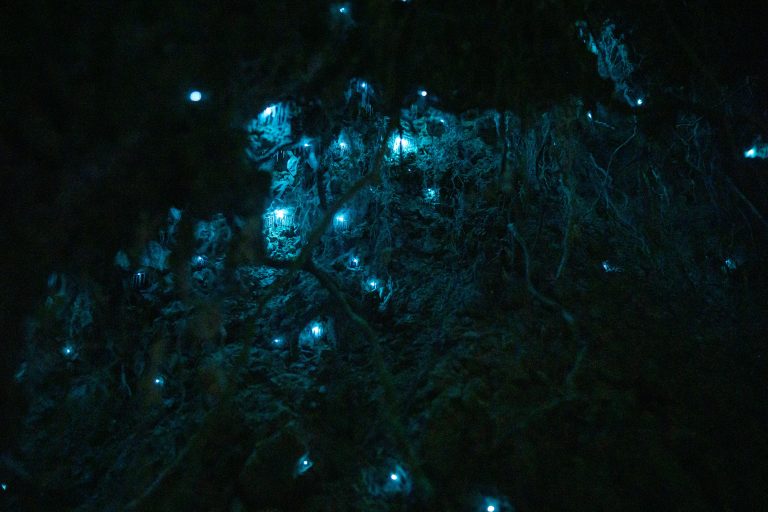 New Zealand Caving | Glow worms lighting up a cave | Evolve Tours