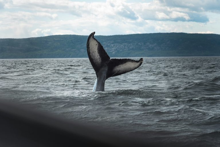 St. Lawrence Whale | Humpback whale tail in St. Lawrence River | Evolve Tours