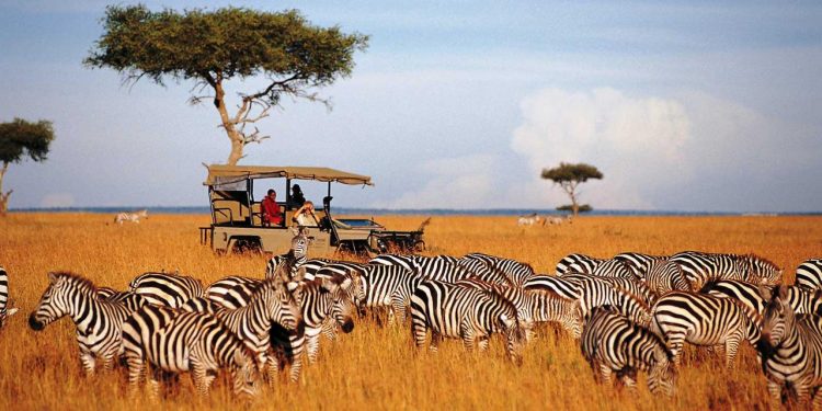 Kenya Safari
