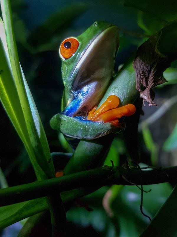 Frog 4048872 1280