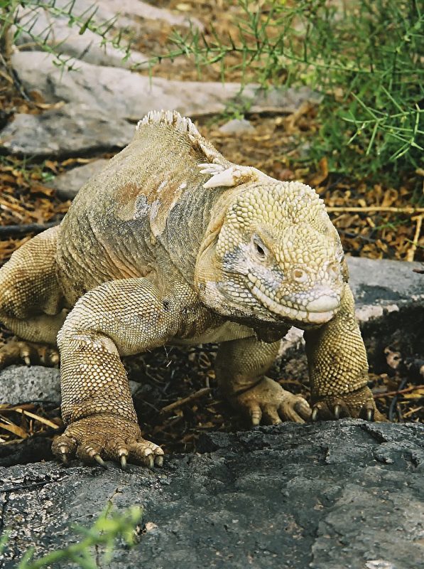 Iguana 3293983 1280