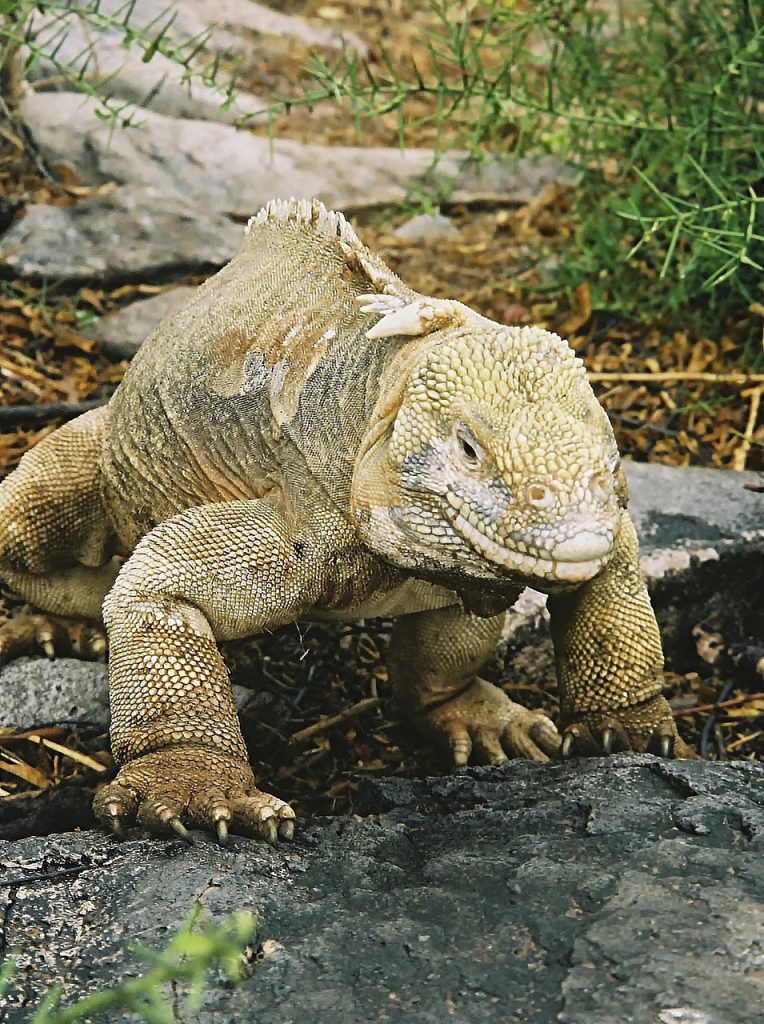 Iguana in Ecuador