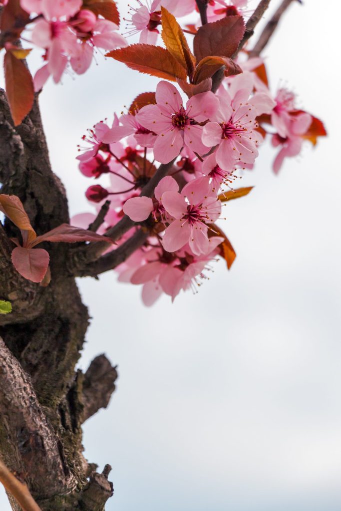 Japan School Trip | Close-up of cherry blossoms | Evolve Tours