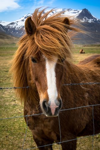 Pony 3450825 1280