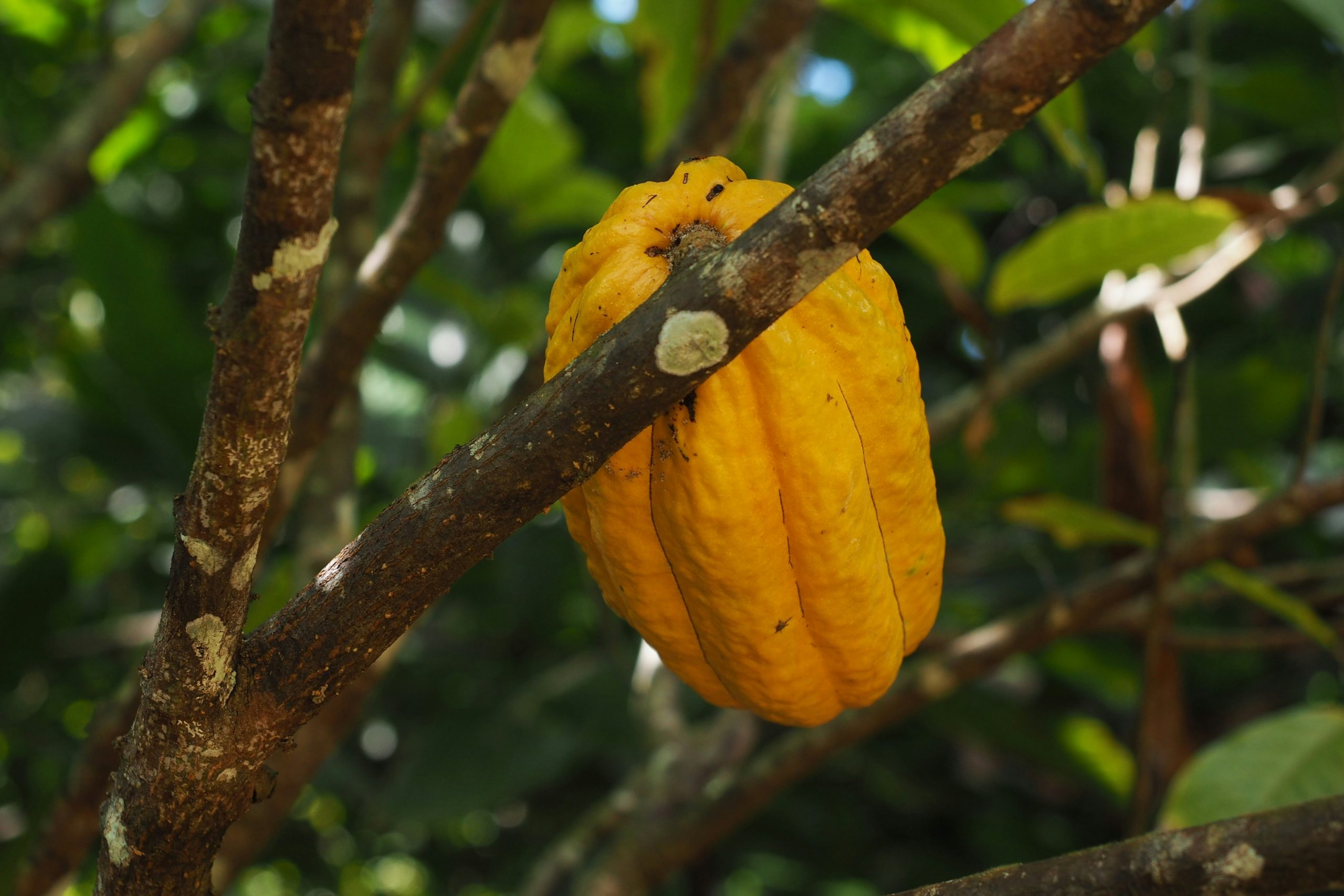 Costa Rica | Students Learning about the four phases of Nature through cacao harvesting |Evolve Tours