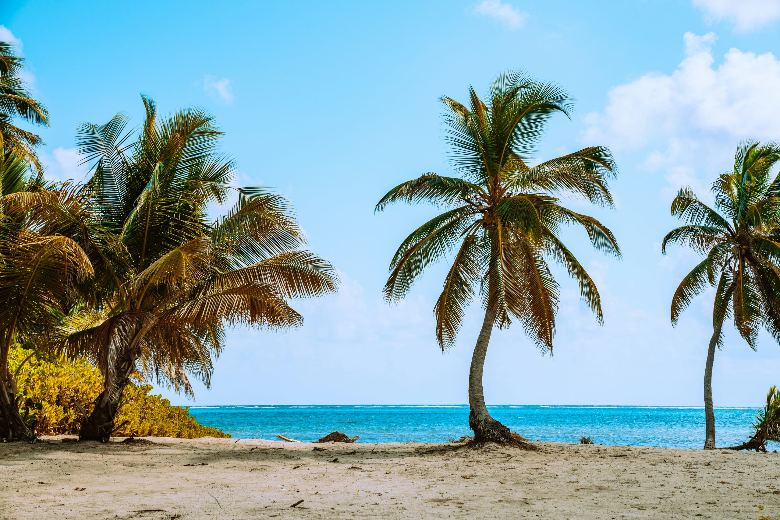 Belize Student Trip | Palm trees by the water | Evolve Tours
