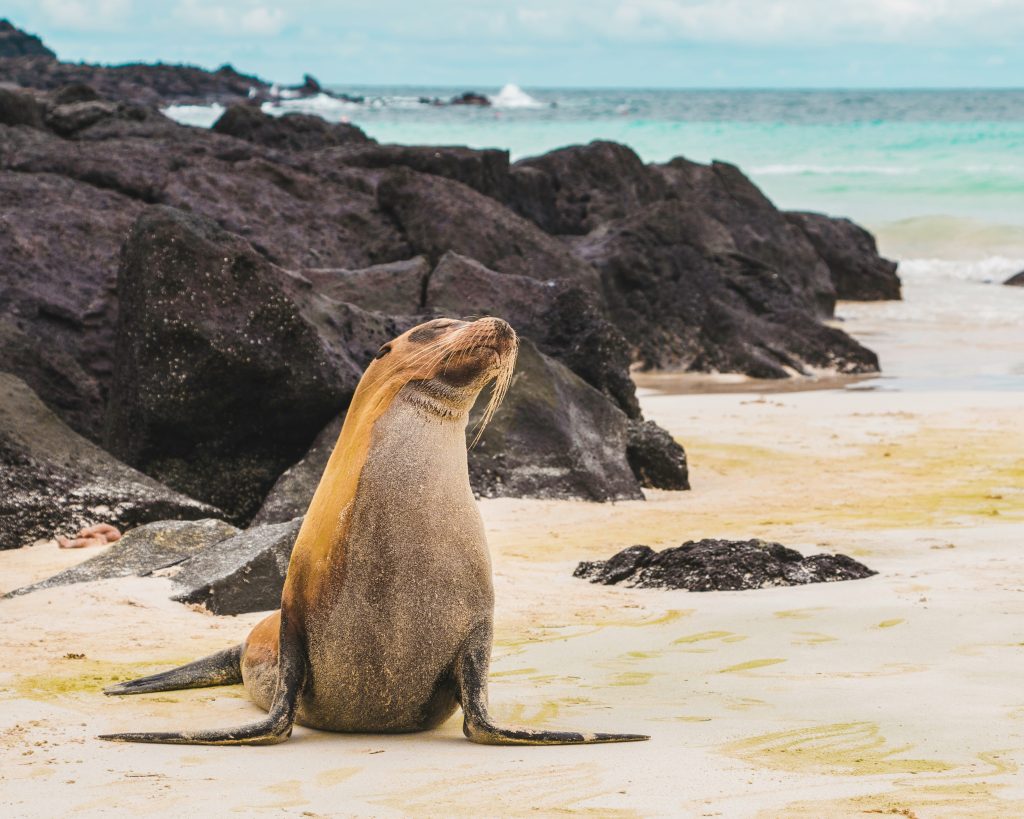 Galápagos Islands Student Trip | Seal on the beach | Evolve Tours