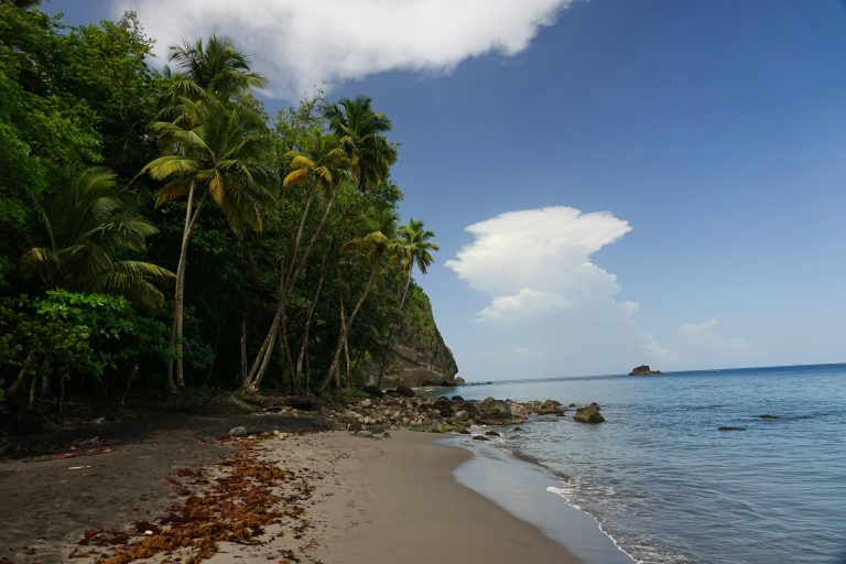 palm trees and rocks on the beach