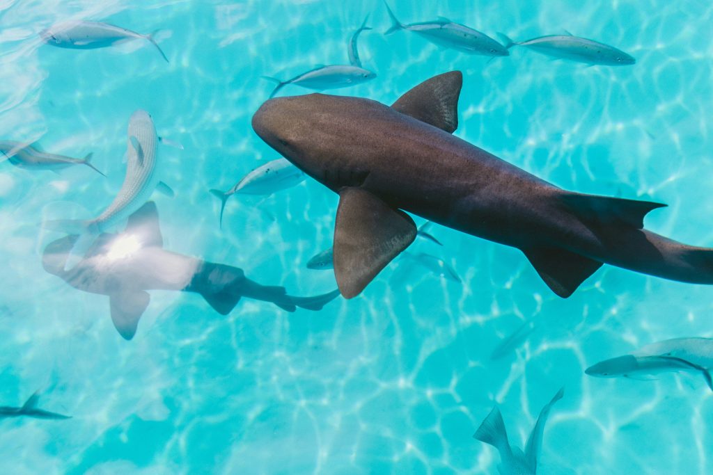 Tahiti Student Trip | Fish in clear water | Evolve Tours
