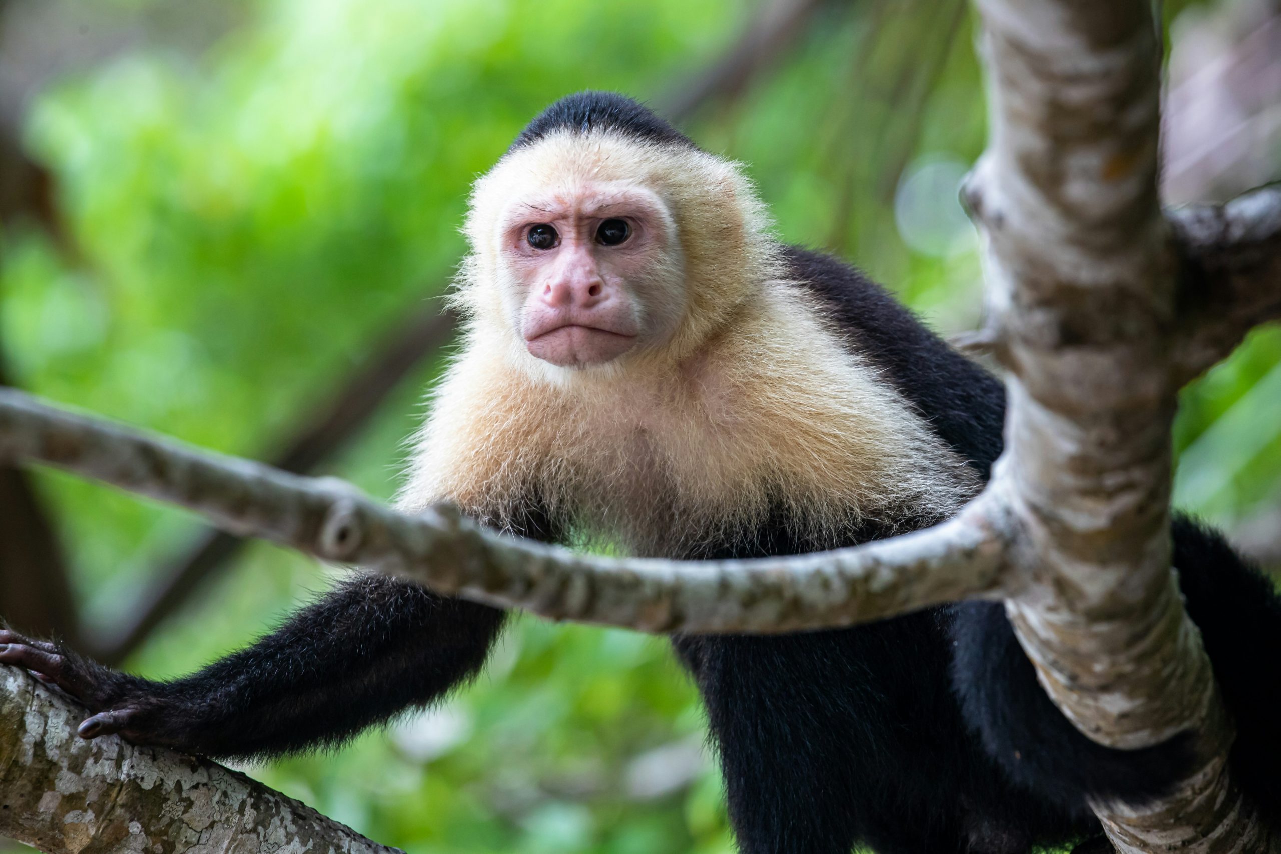 Costa Rica School Trip | Monkey in rainforest | Evolve Tours