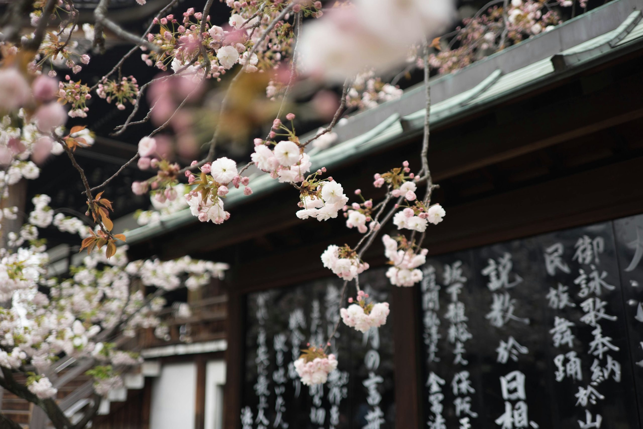 Books to Read Before Visiting Japan | Close-up of cherry blossoms | Evolve Tours