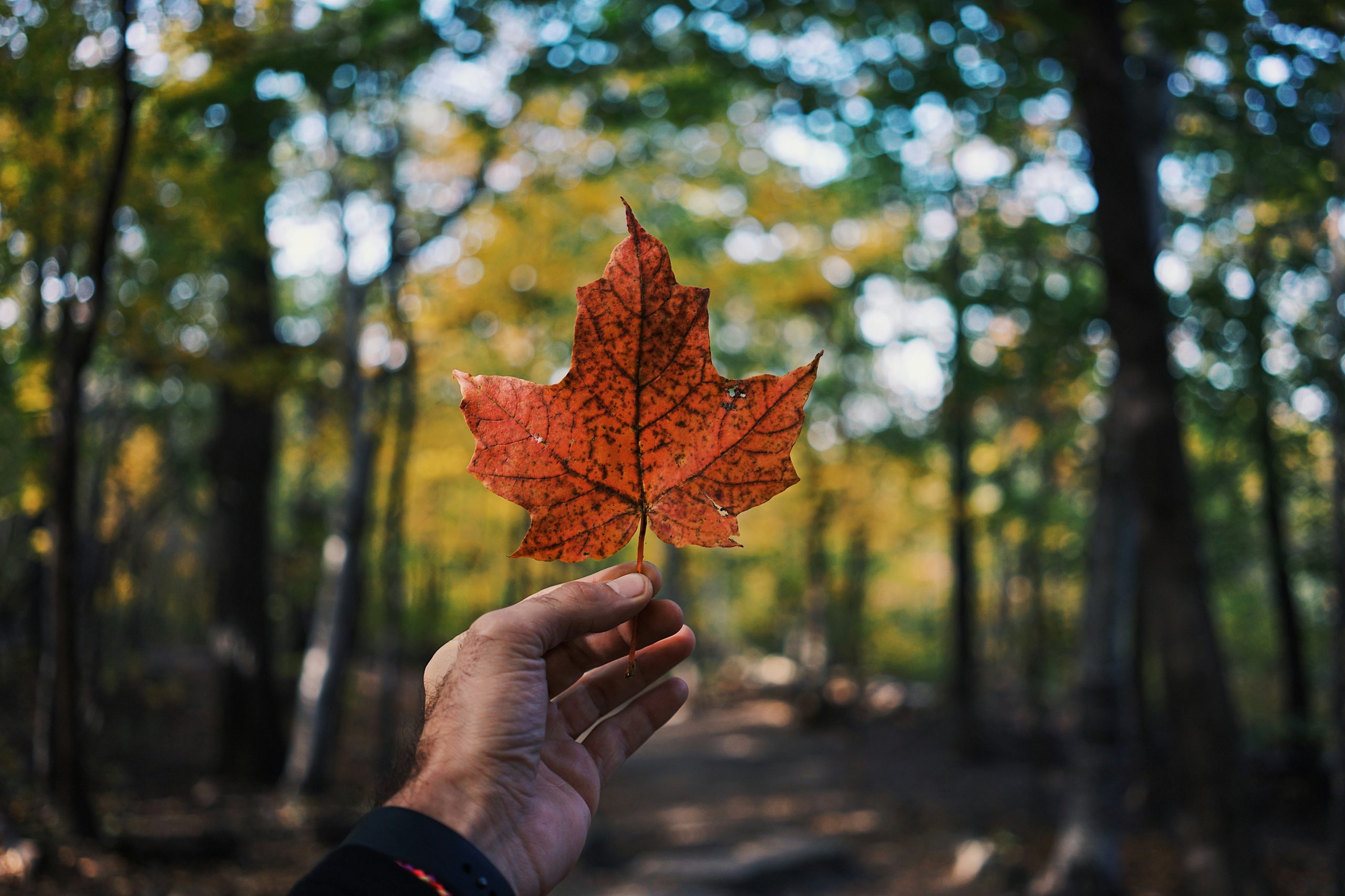 Summer Vacation Destinations Canada | Hand holding maple leaf | Evolve Tours