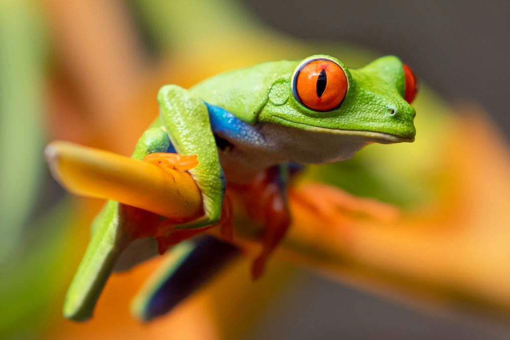 Costa Rica Student Trip | Red-Eyed Tree Frog | Evolve Tours