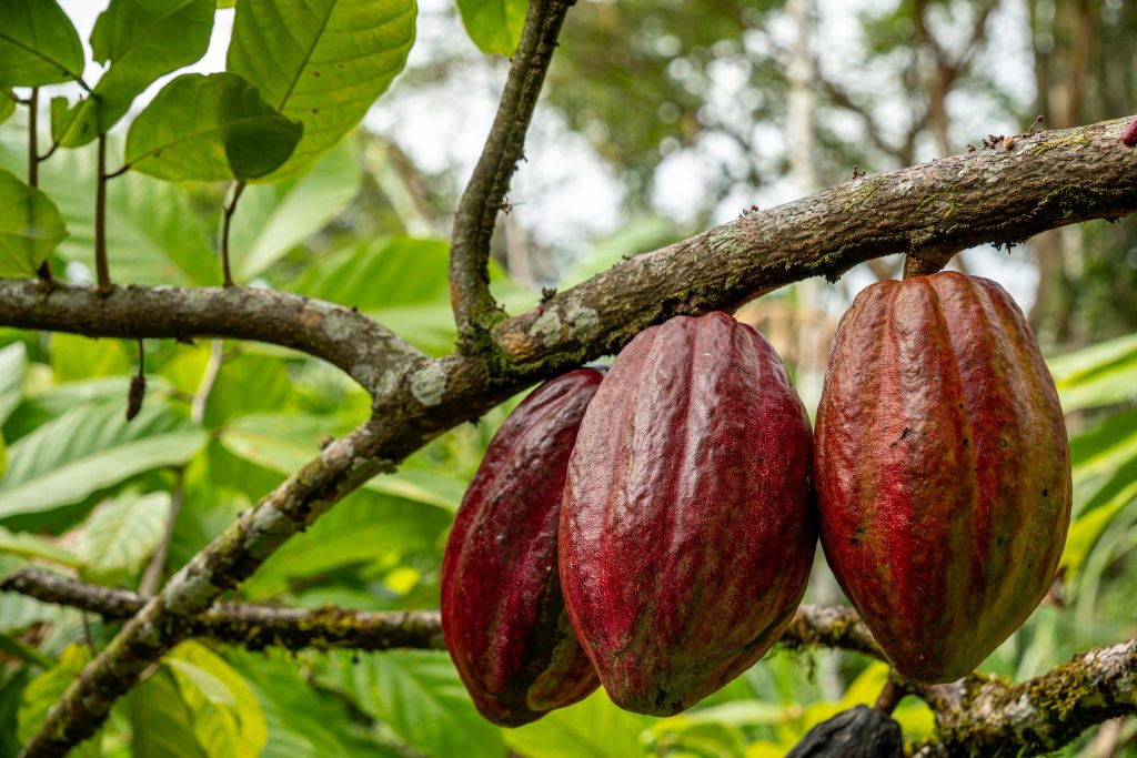 Costa Rica Coffee | Cacao bean plant | Evolve Tours