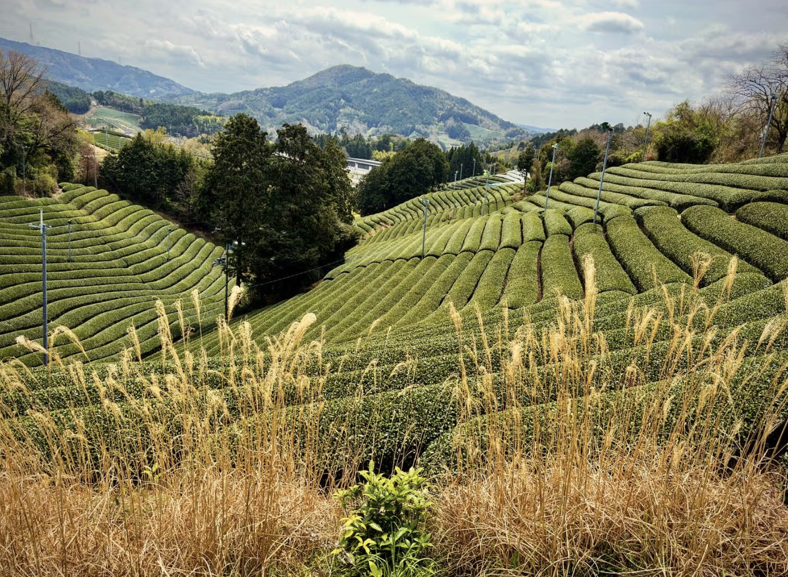 School Trips Japan | Students Hiking the country side in Japan | Evolve Tours